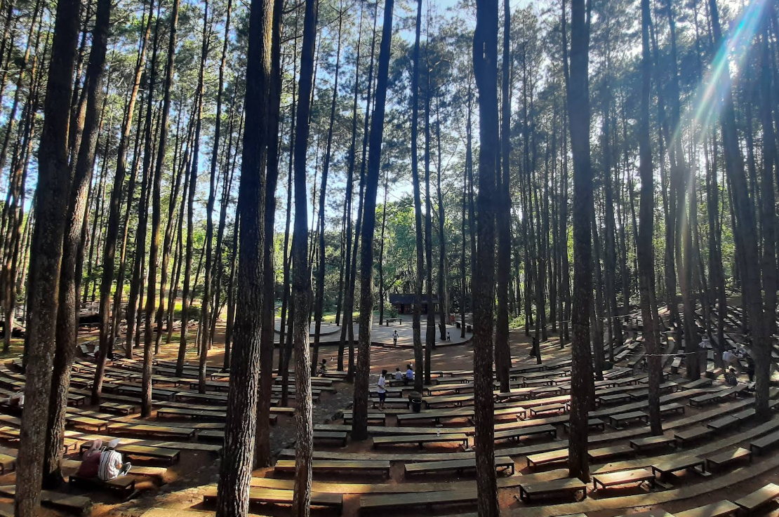 Pinus